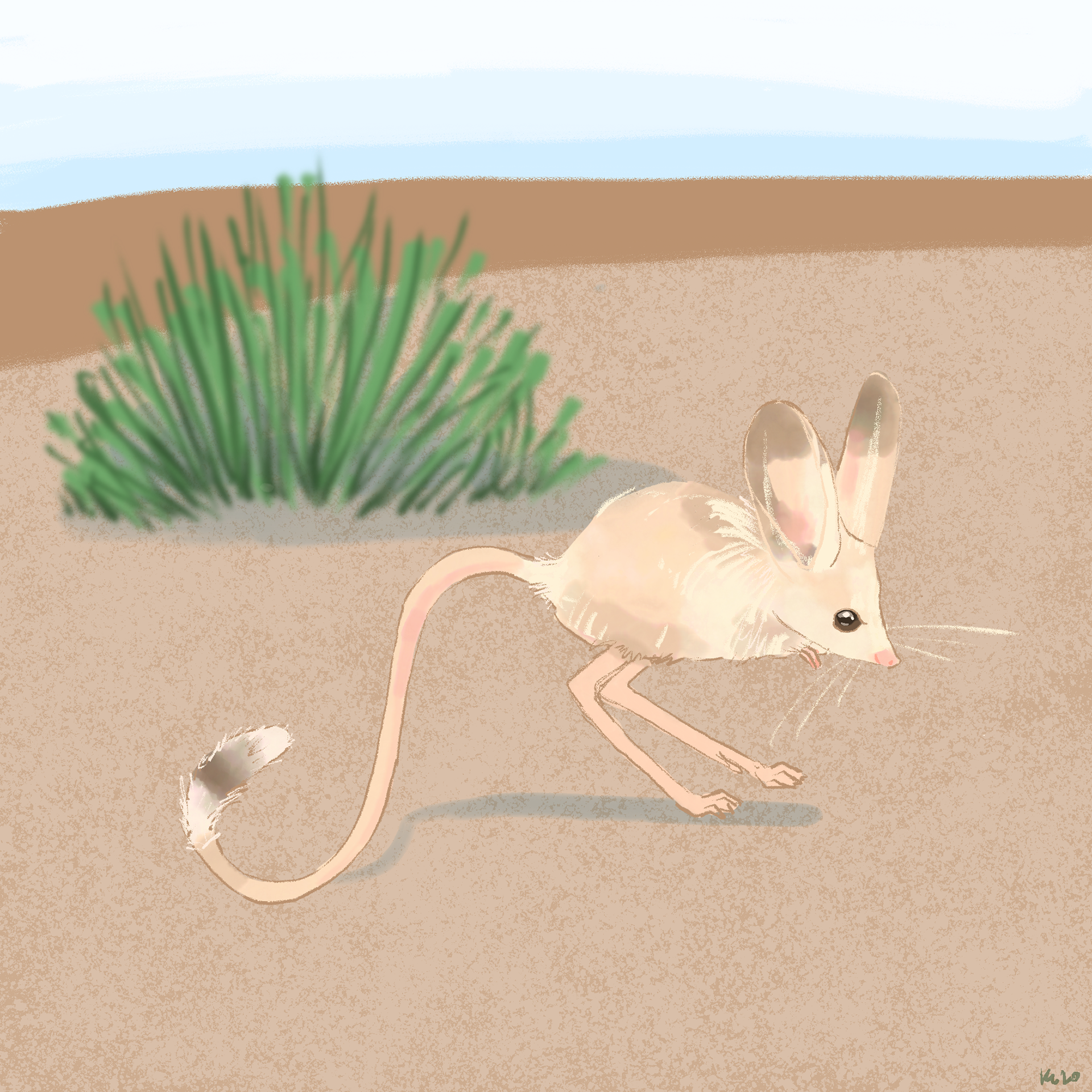 J is for Jerboa. Digital, Adobe Fresco/Procreate