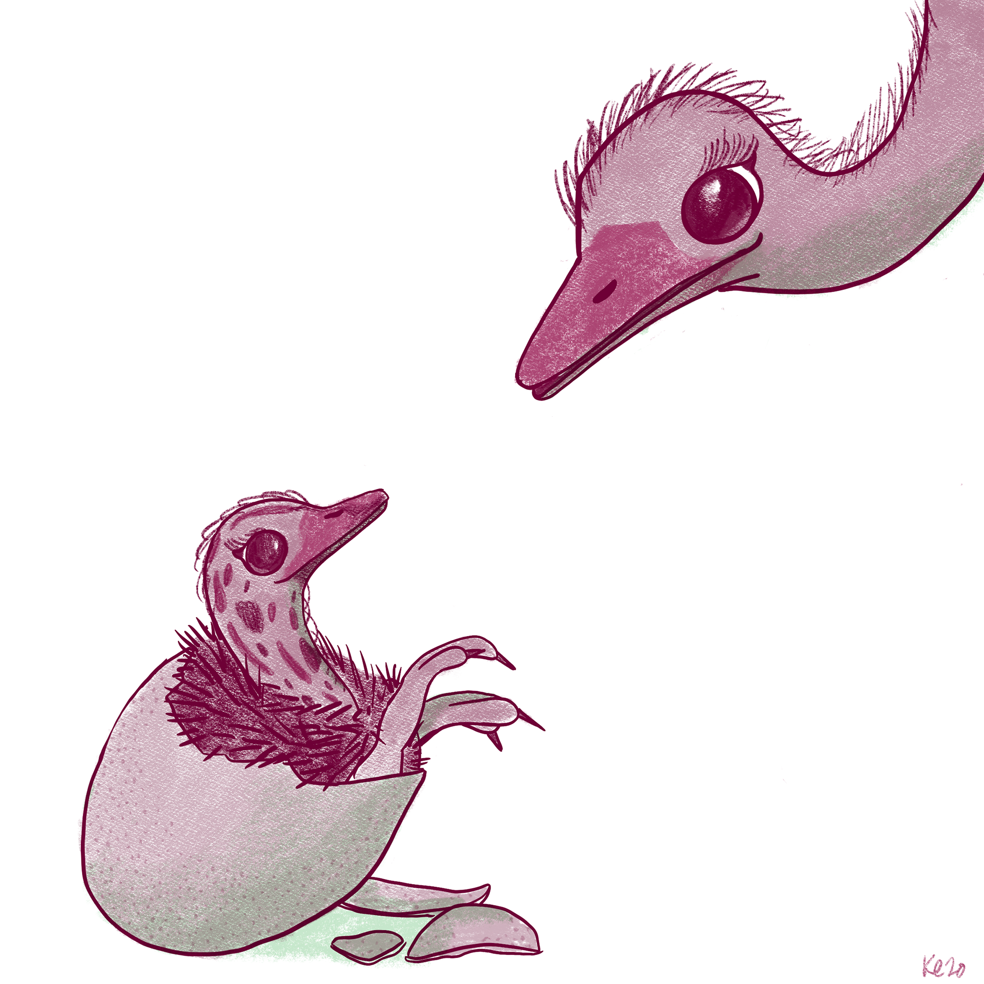 O is for Ostrich. Adobe Fresco.