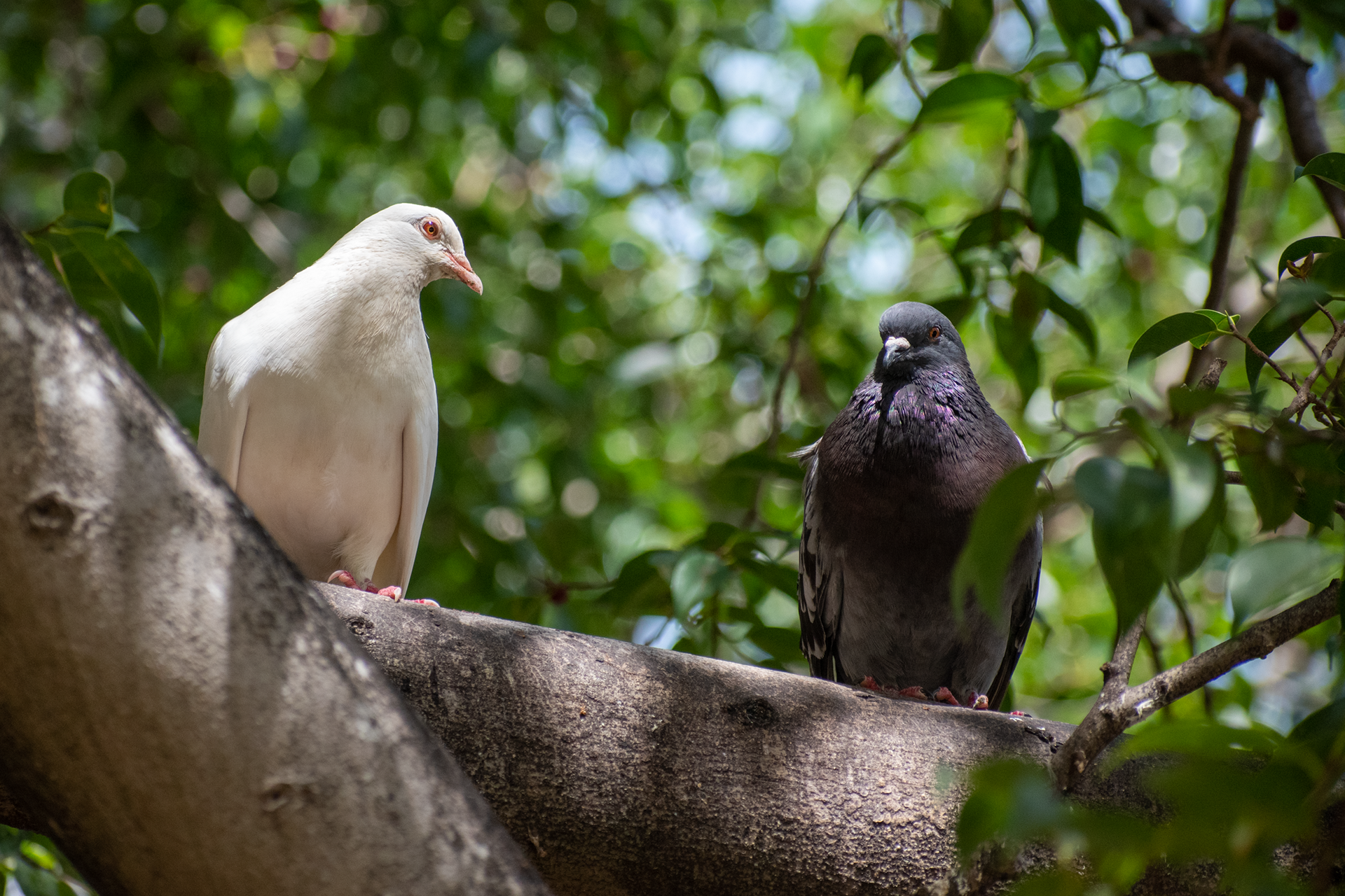Good Omens, Pigeon Edition: Rock Dove