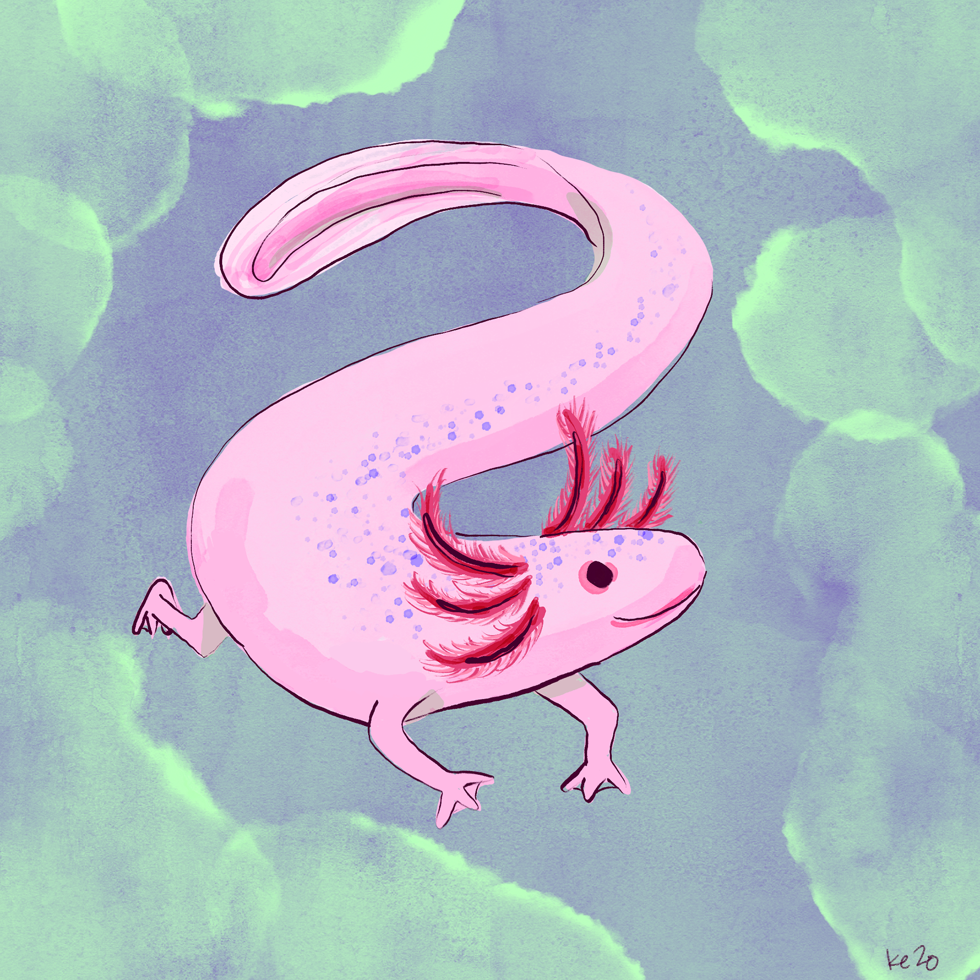 A is for Axolotl. Digital, Procreate.