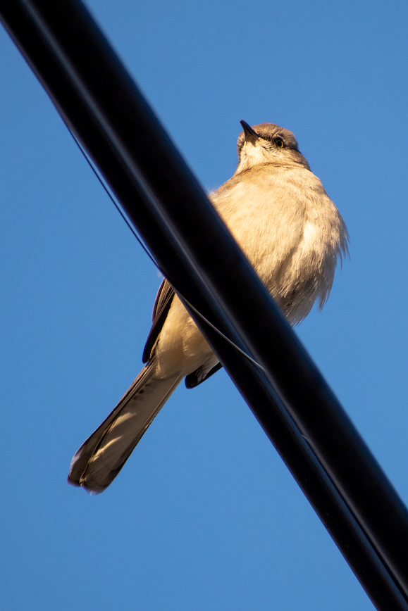 Golden Hour: Northern Mockingbird