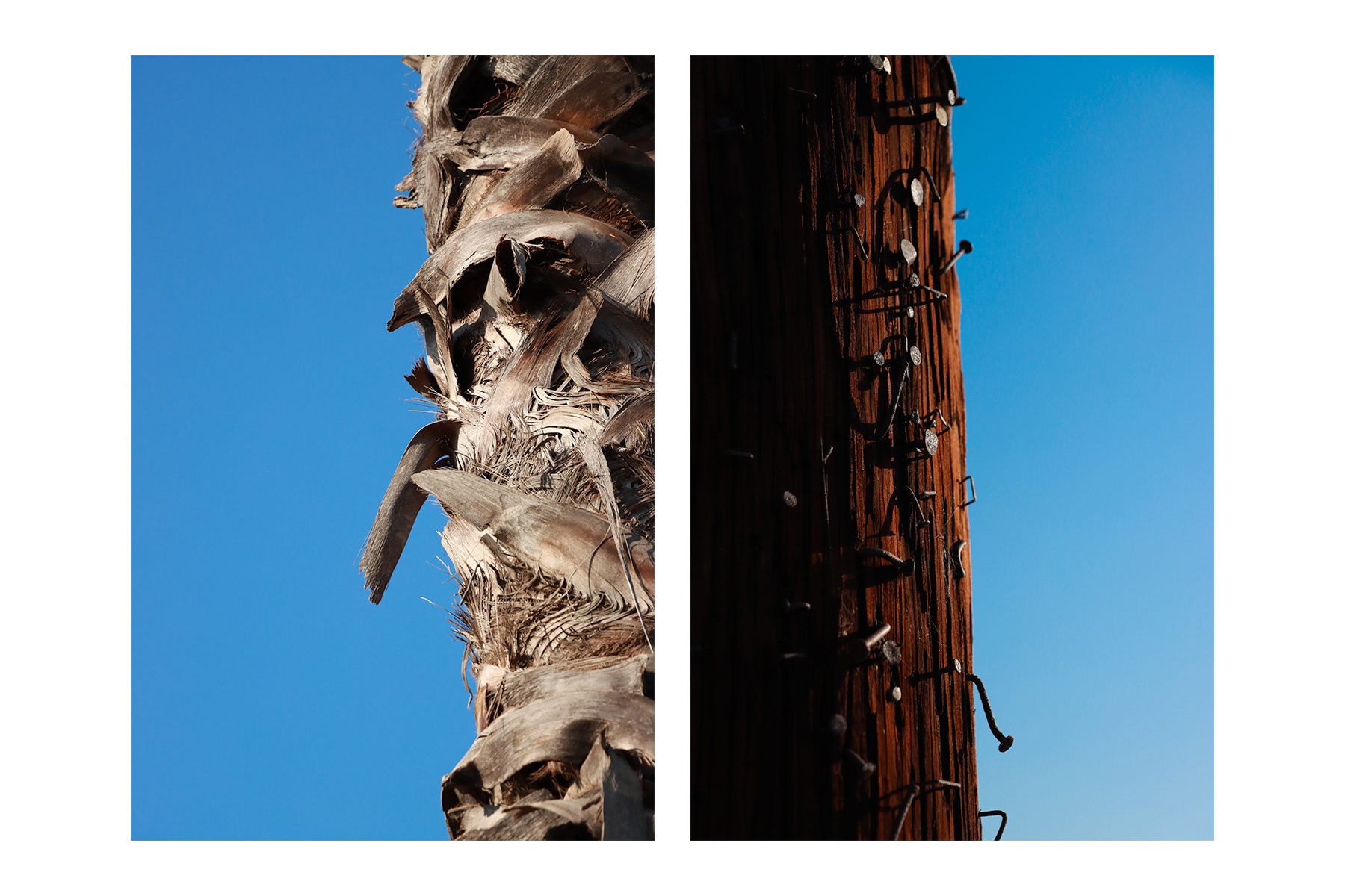 city trees 1