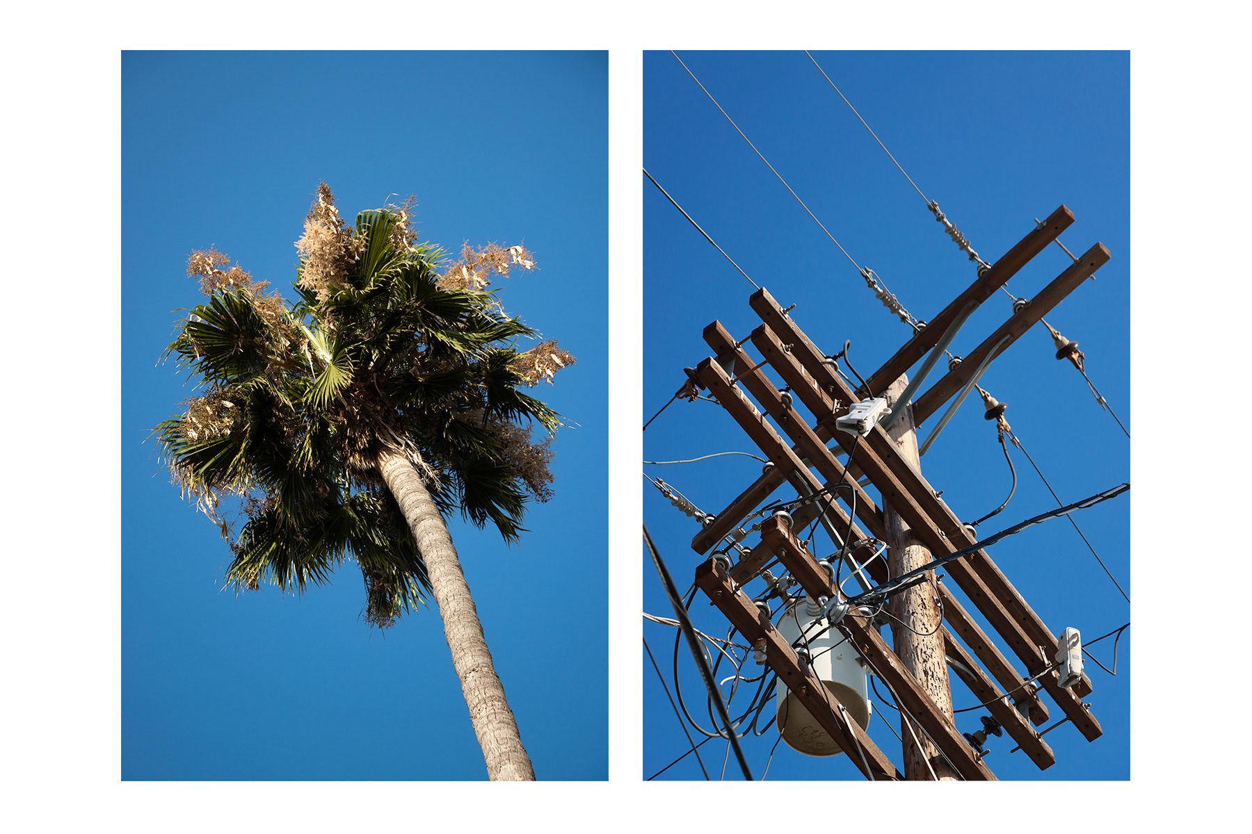 city trees 3