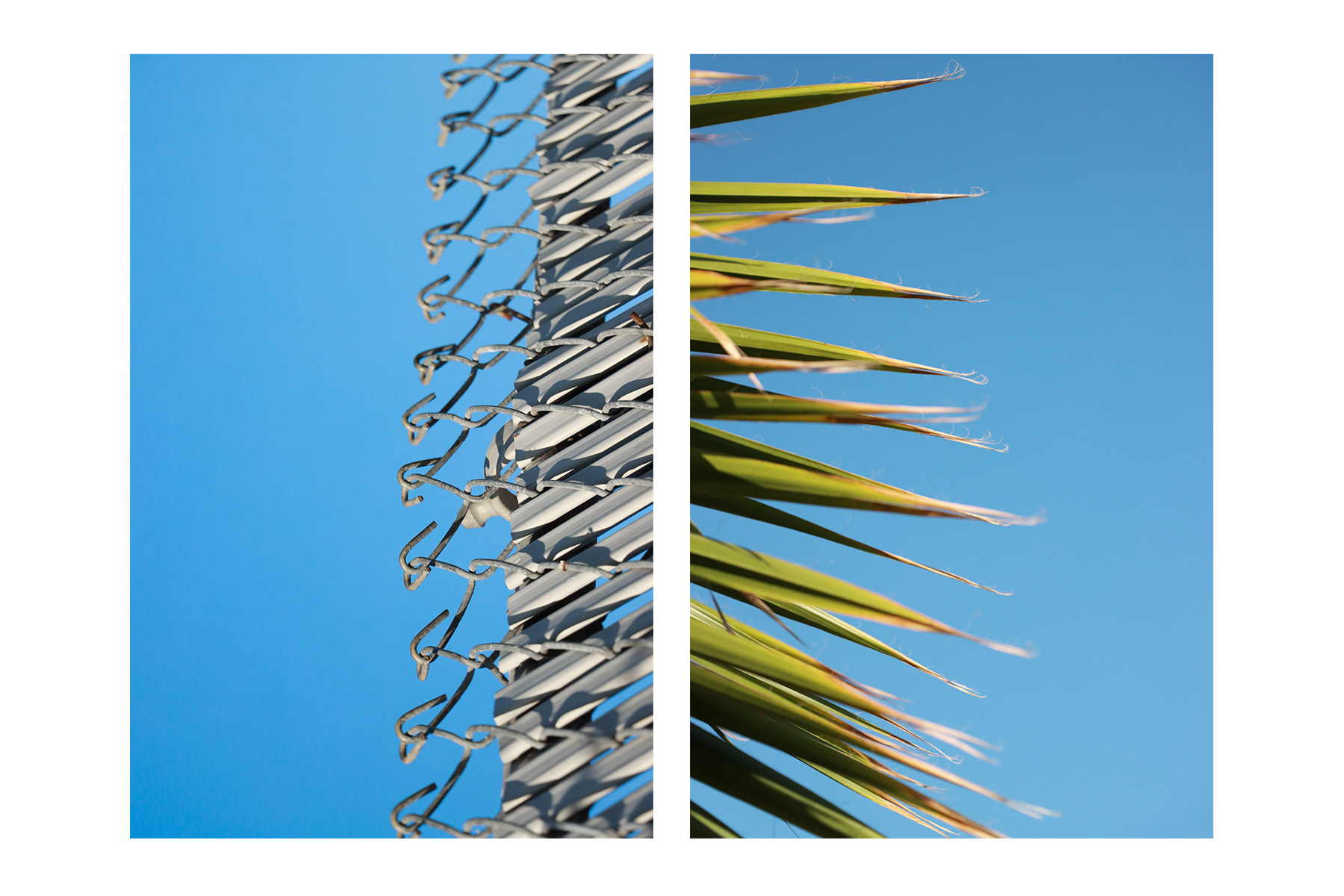 city trees 2