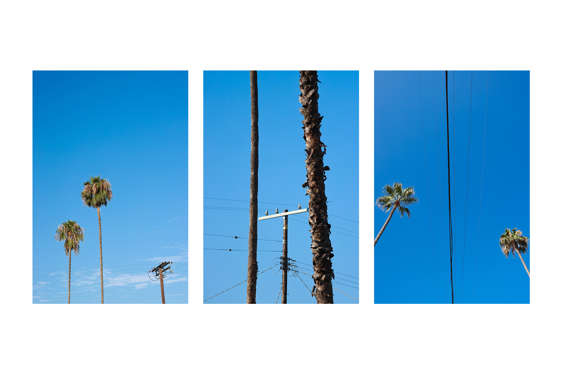city trees 4