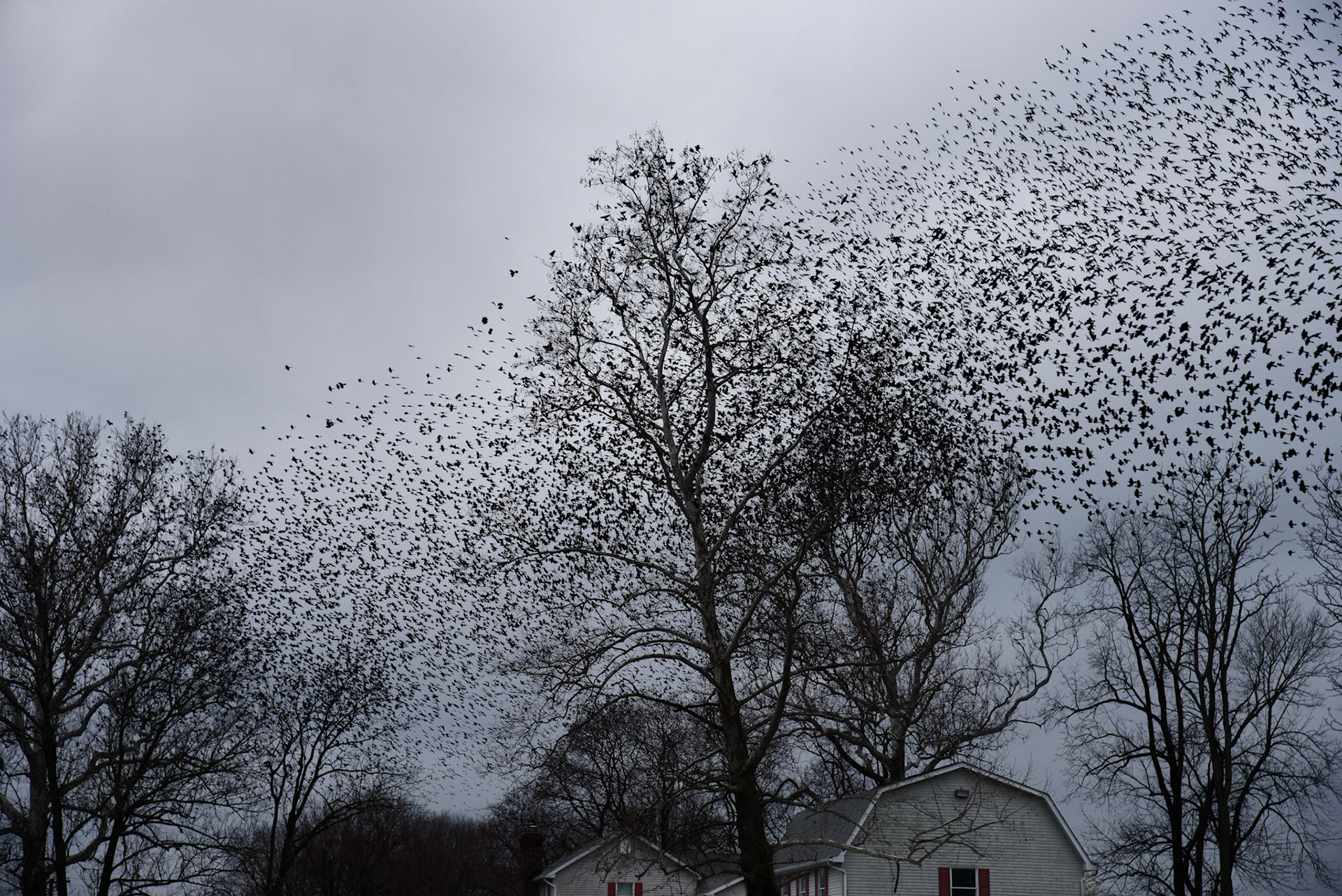 Winter birds