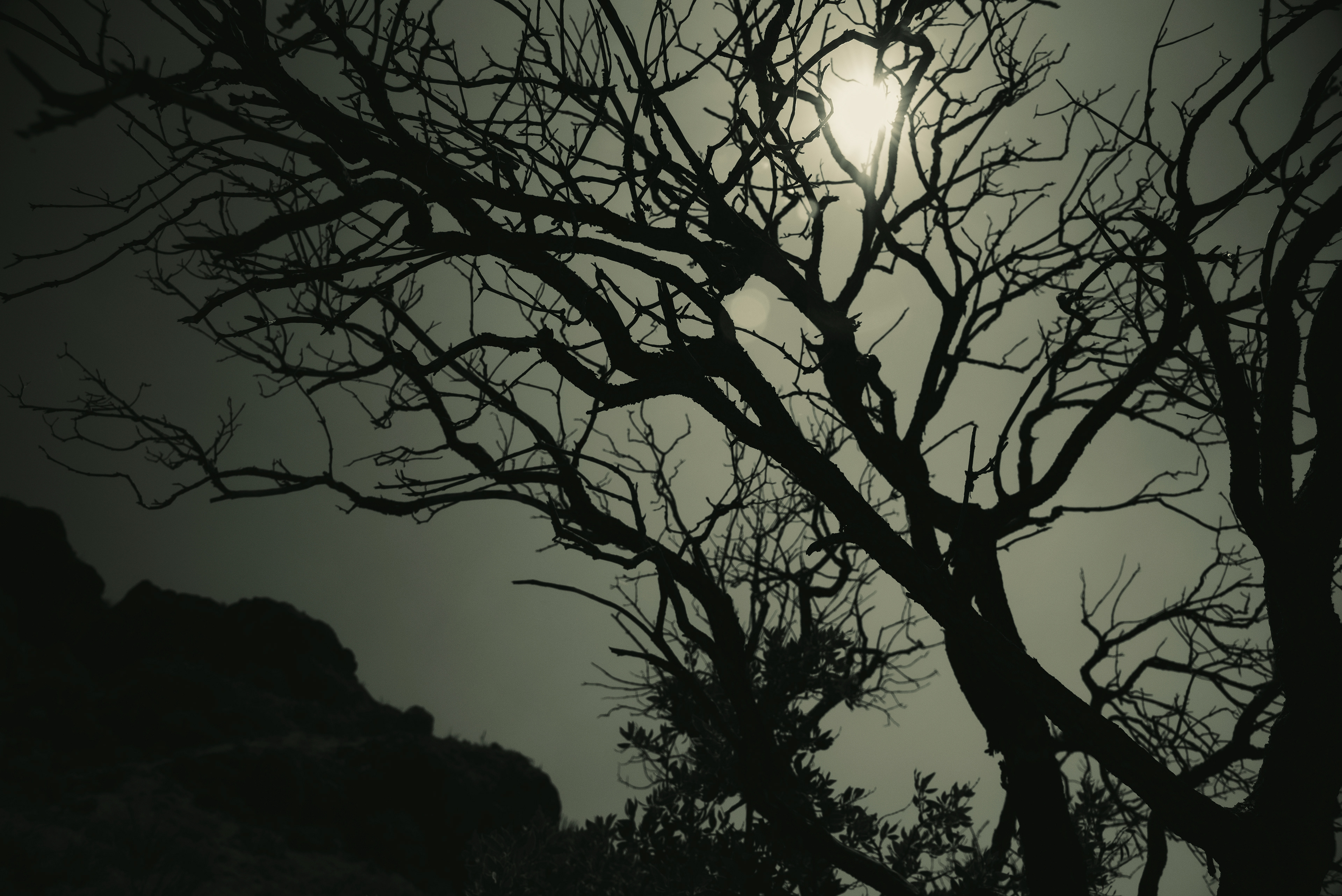 Veins of Silence