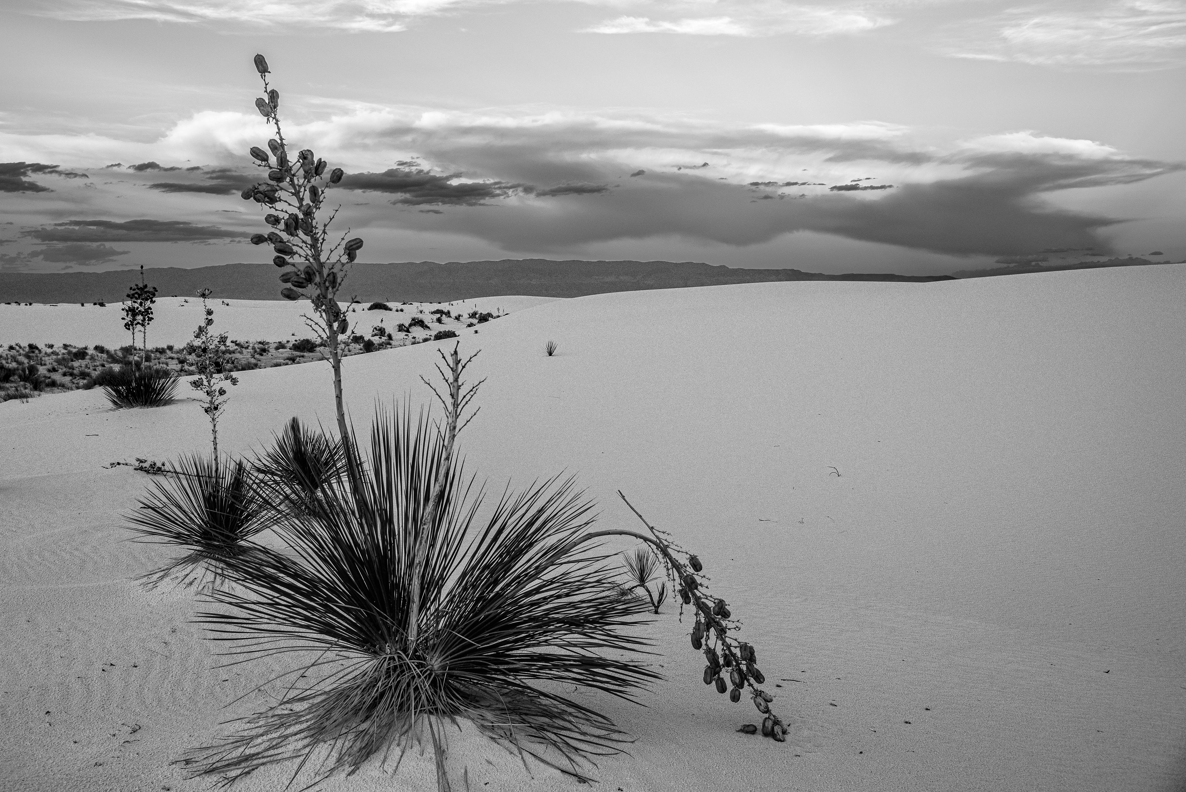 White Silence