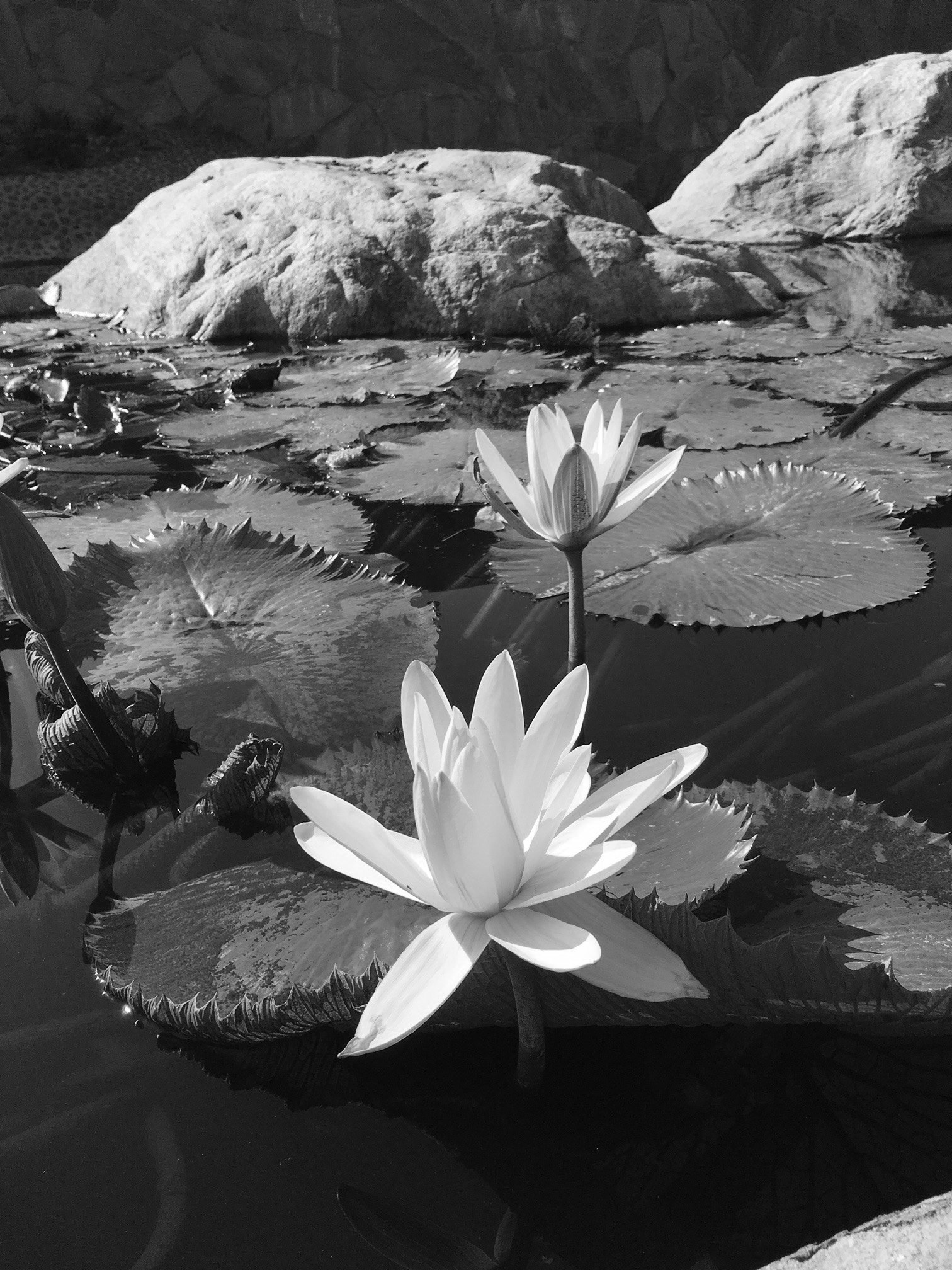 Floral Landscape