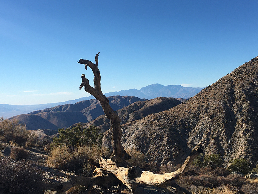 Joshua Tree