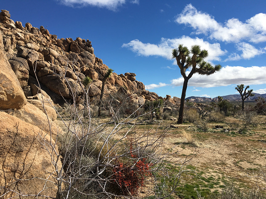 Joshua Tree