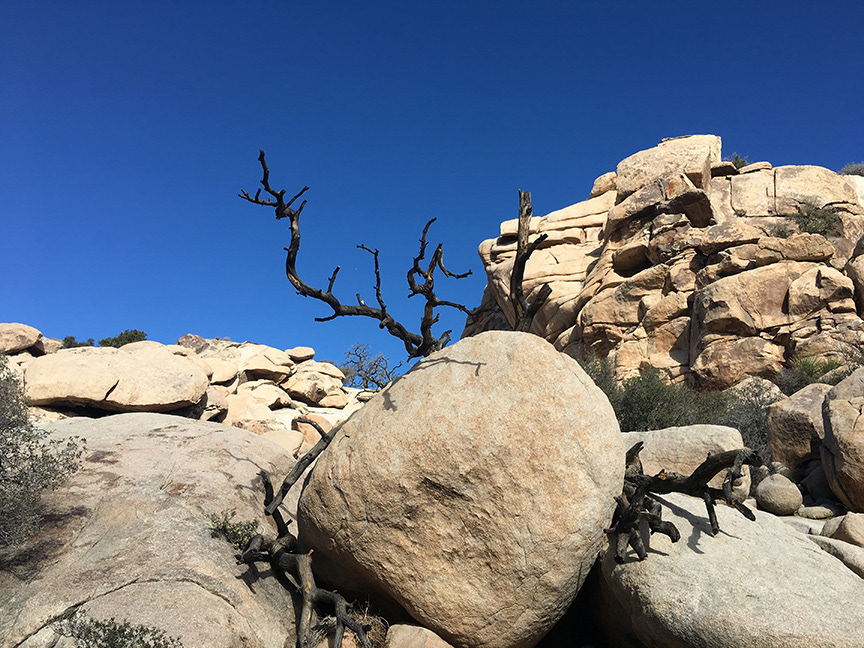 Joshua Tree