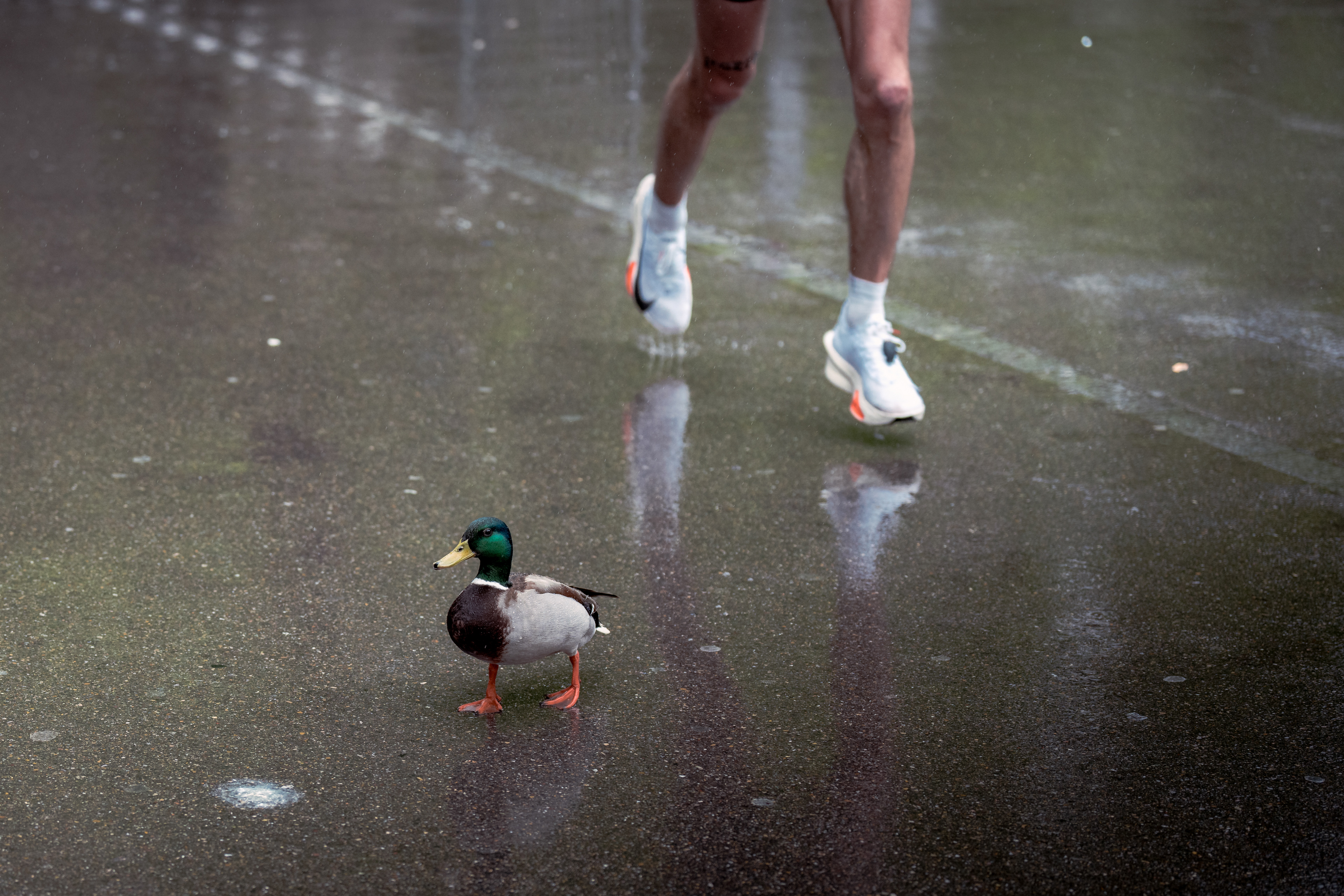 A duck walks infant of a marathon runners feet. The photo emphasizes the wetness of the marathon whilst juxtaposing a slow moving duck with one of the fastest marathon shoes.