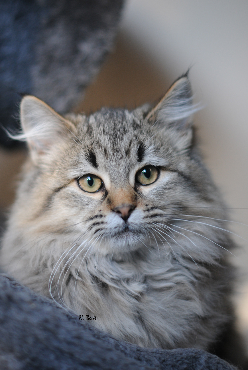 éleveur chats race pixiebobs pixie bobs elevages France Suisse Belgique chatons polydactyles mâle femelle pixiebob a vendre