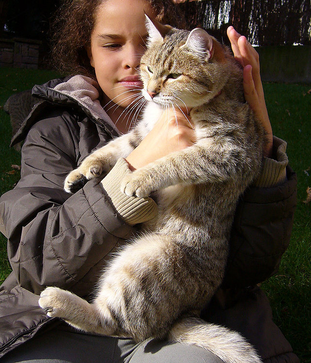 éleveur chats race pixiebobs pixie bobs elevages France Suisse Belgique chatons polydactyles mâle femelle pixiebob a vendre