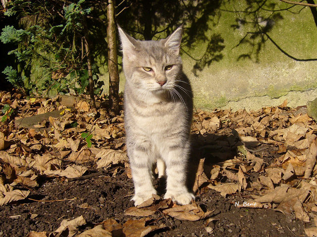 éleveur chats race pixiebobs pixie bobs elevages France Suisse Belgique chatons polydactyles mâle femelle pixiebob a vendre