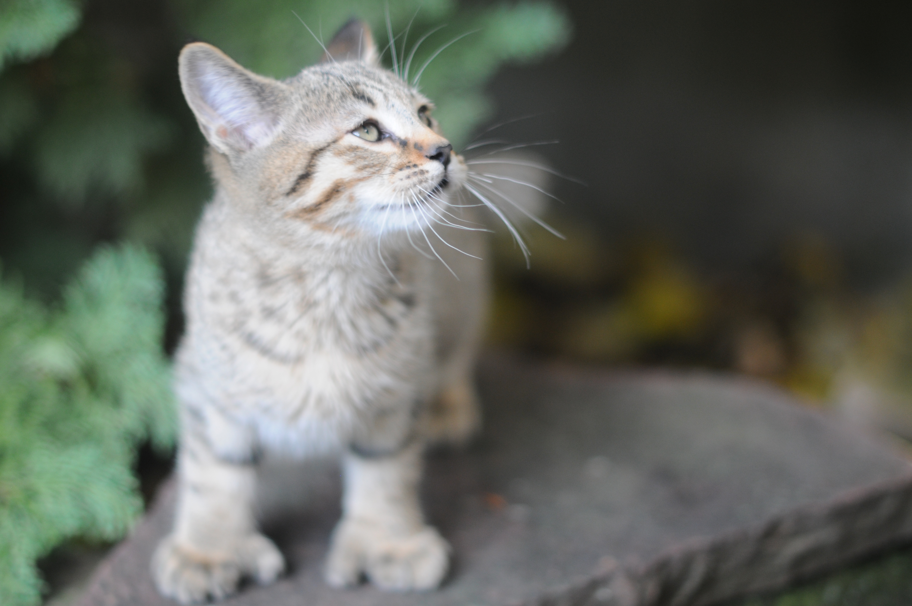 superbe chaton pixie bob male polydactyle a vendre