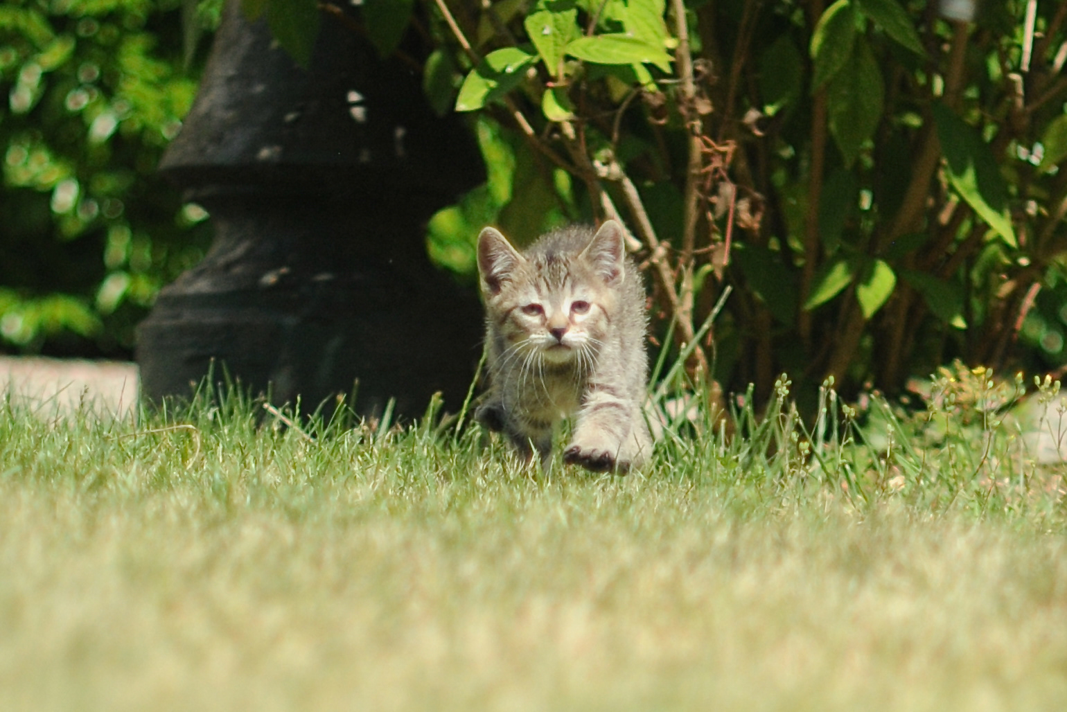 TOP show quality pixiebob kitten available for sale - Belgium - Suisse - France - Italia - UK