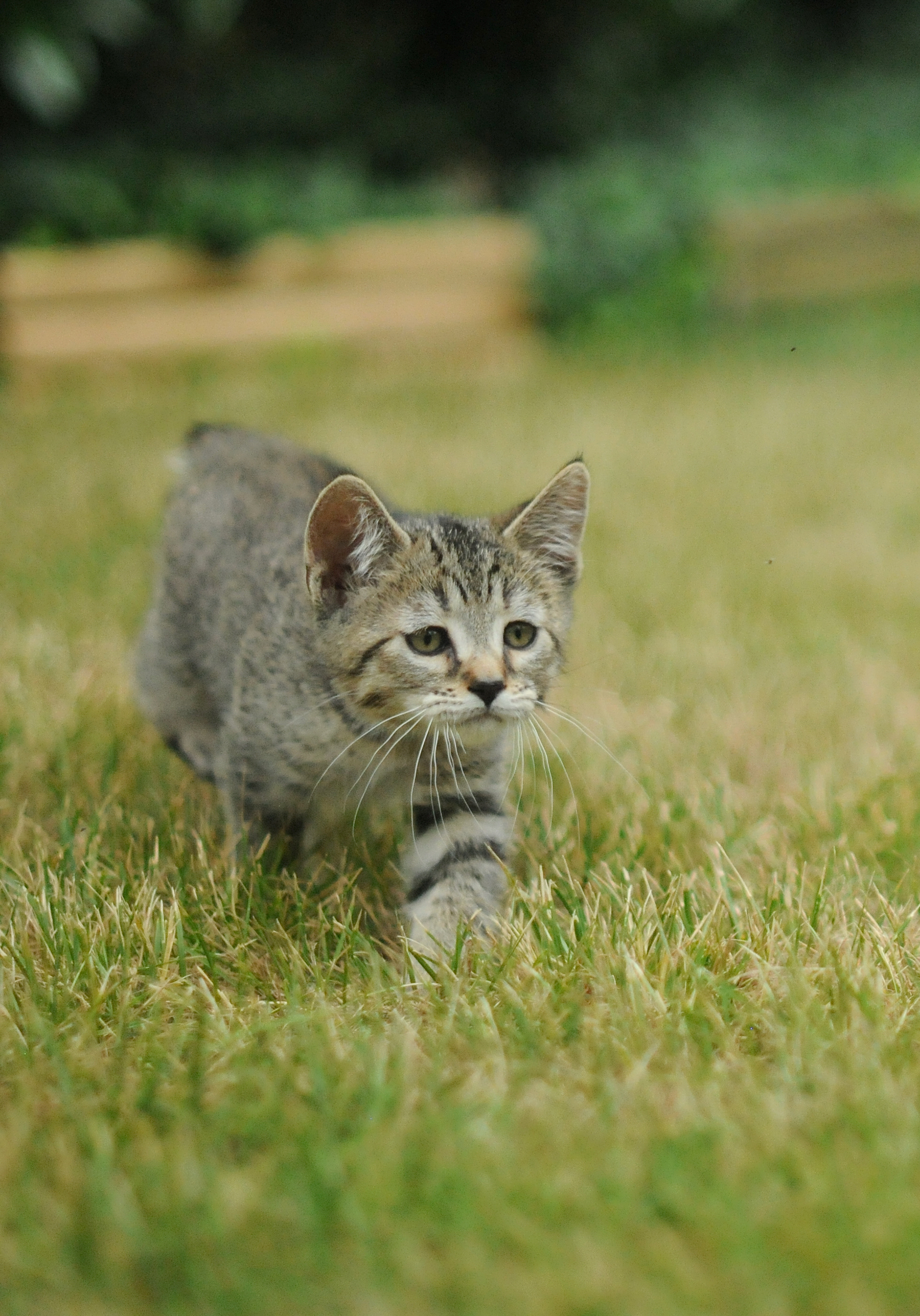 TOP show quality pixiebob kitten available for sale - Belgium - Suisse - France - Italia - UK