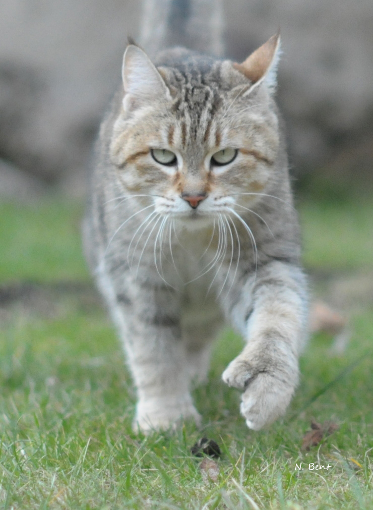 éleveur chats race pixiebobs pixie bobs elevages France Suisse Belgique chatons polydactyles mâle femelle pixiebob a vendre