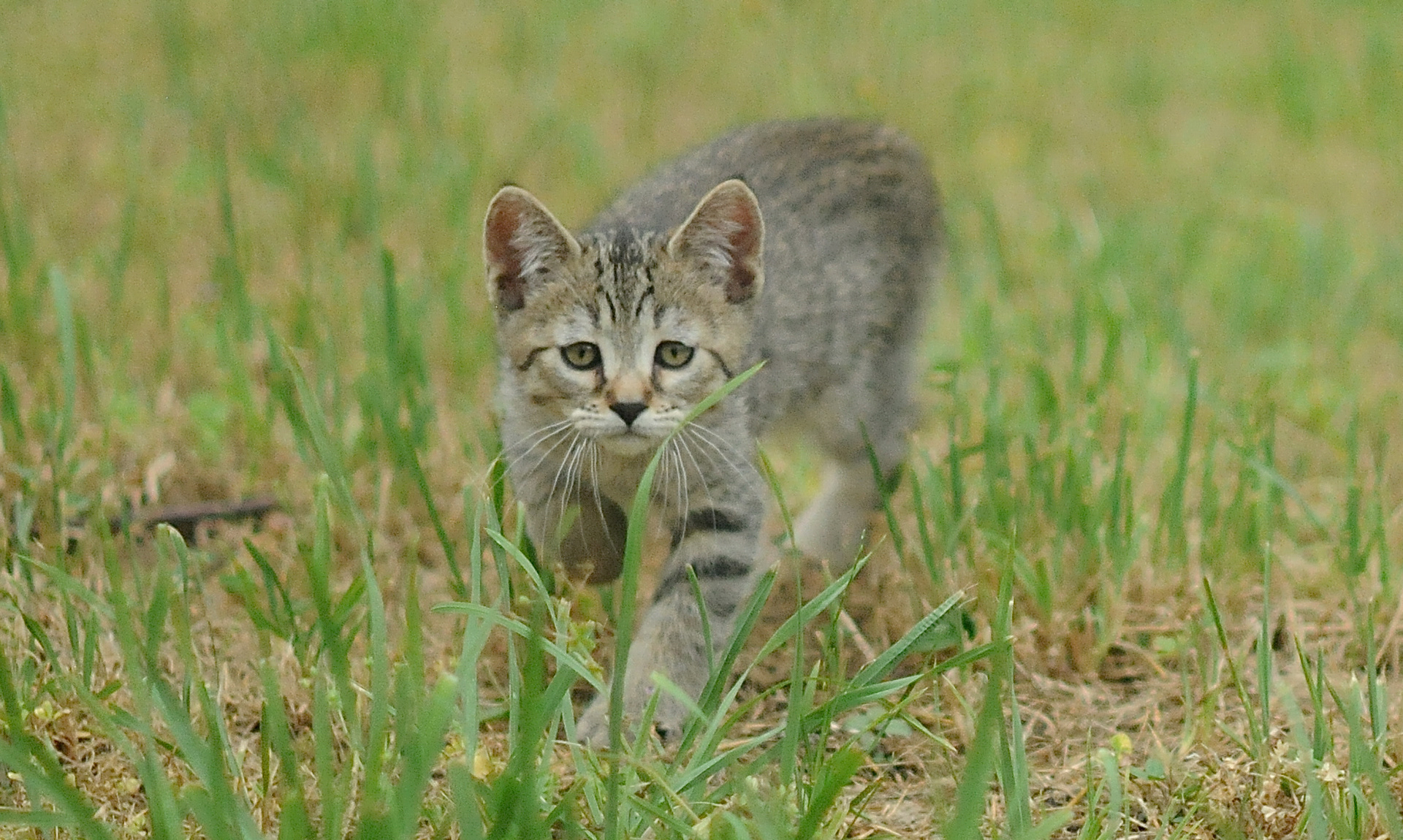 TOP show quality pixiebob kitten available for sale - Belgium - Suisse - France - Italia - UK