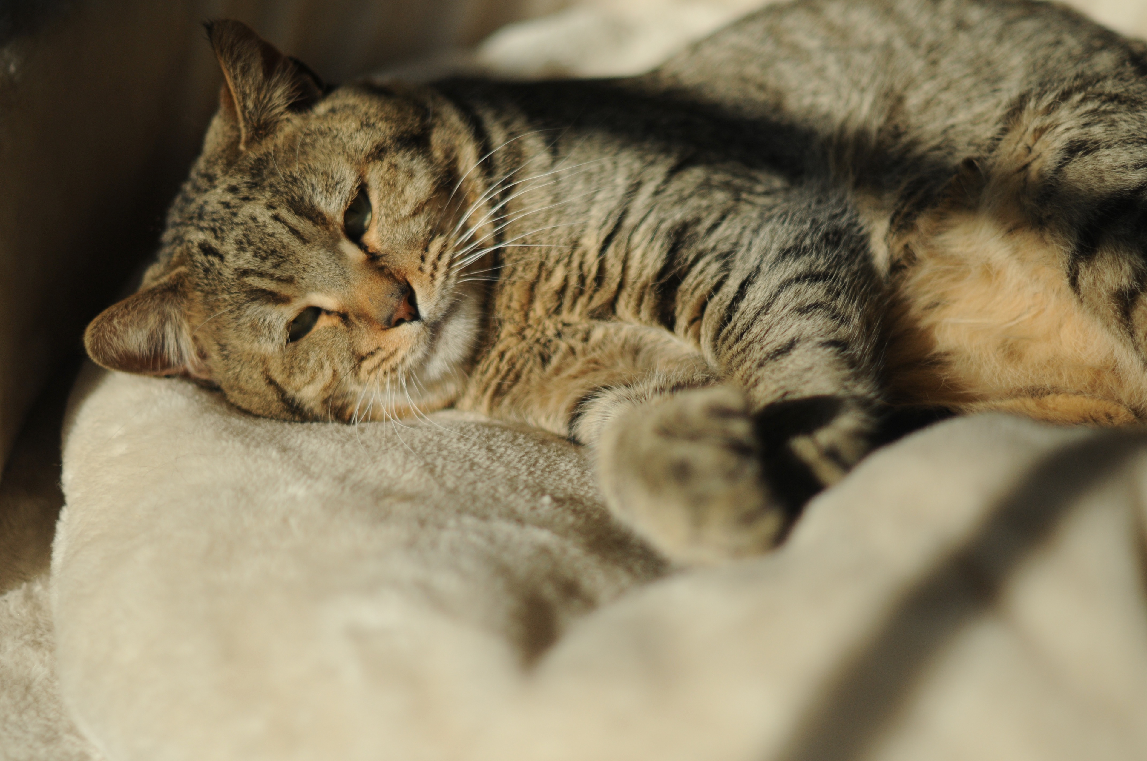 chat de race pixie bob etalon male LOOF chatons pixiebobs a vendre