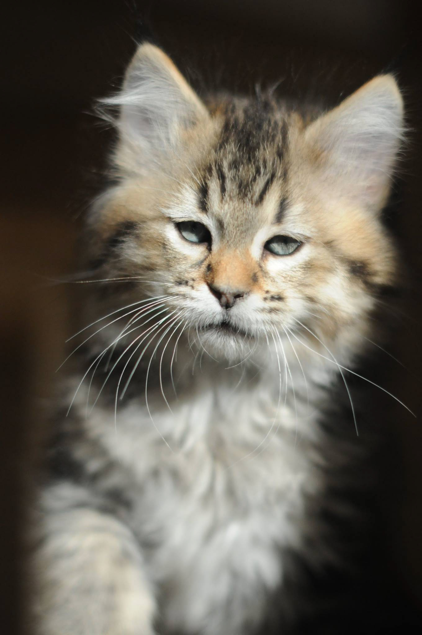 chaton pixiebob à vendre pixie-bob LOOF