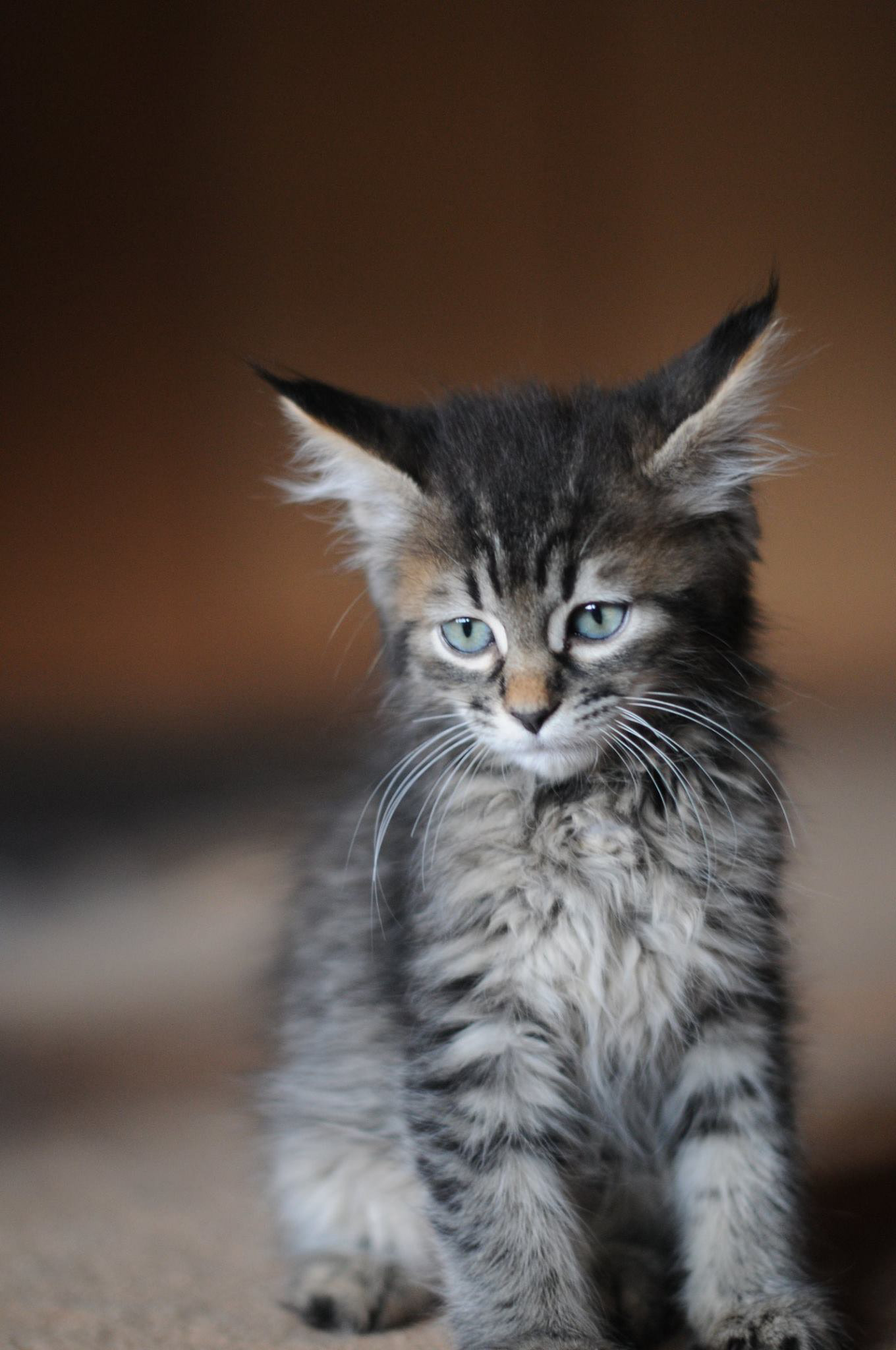 éleveur chats race pixiebobs pixie bobs elevages France Suisse Belgique chatons polydactyles mâle femelle pixiebob a vendre - poil long