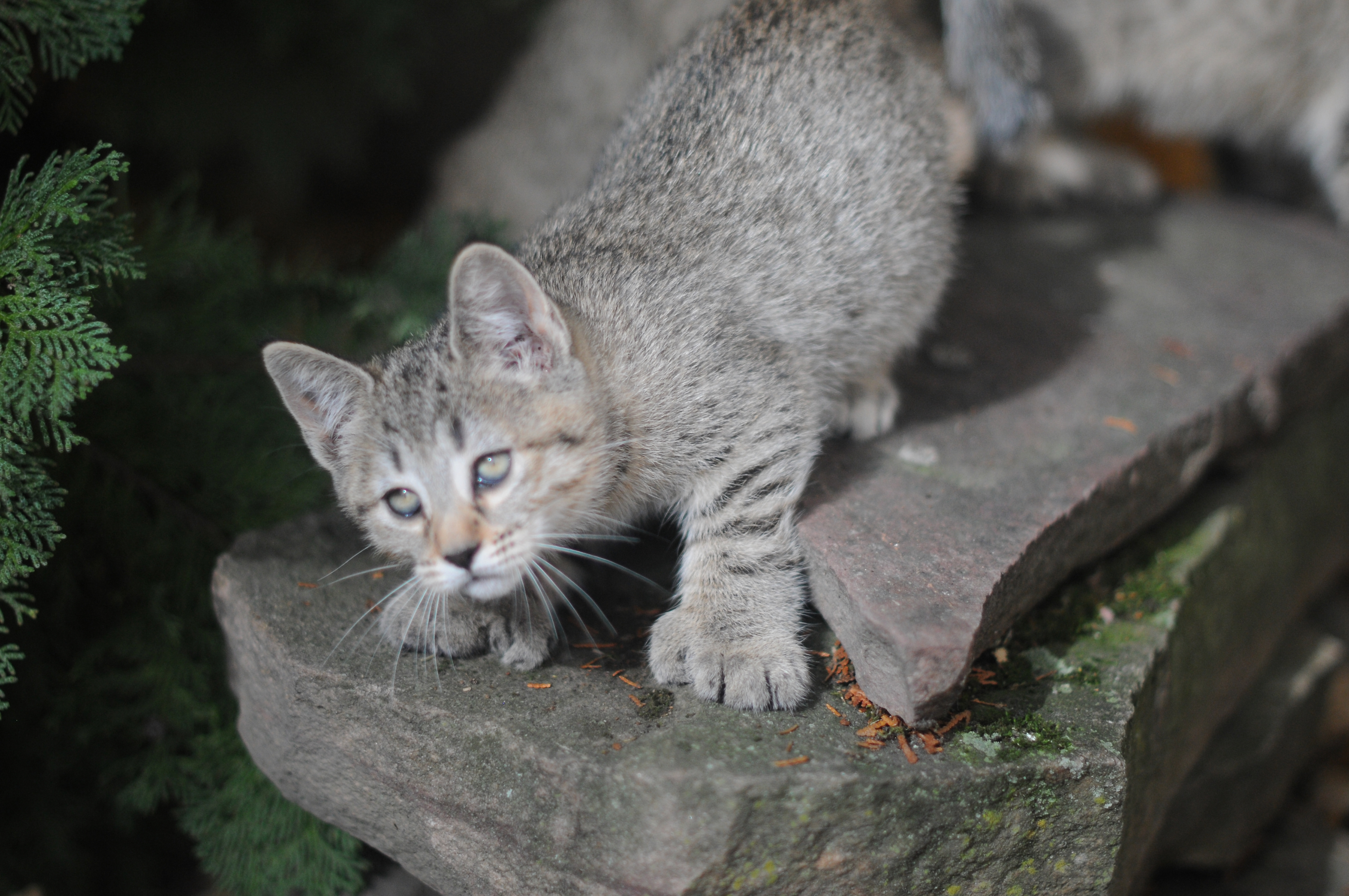 chaton male polydactyle a vendre look de bobcat