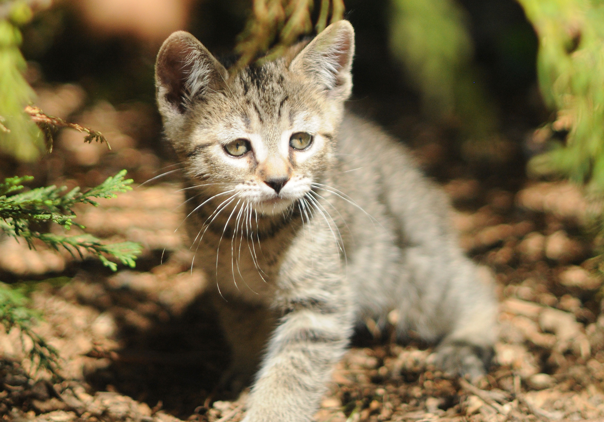TOP show quality pixiebob kitten available for sale - Belgium - Suisse - France - Italia - UK