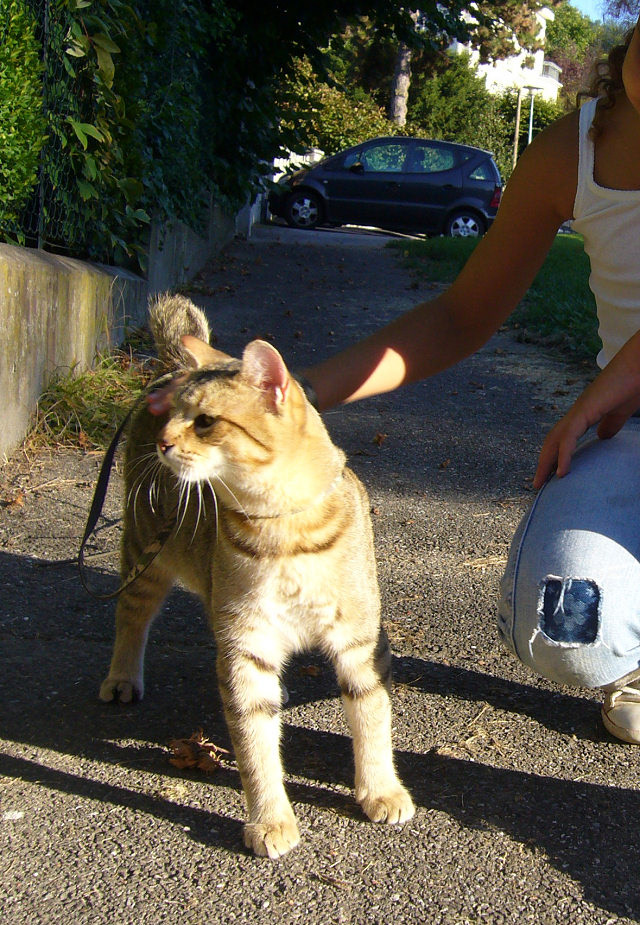 éleveur chats race pixiebobs pixie bobs elevages France Suisse Belgique chatons polydactyles mâle femelle pixiebob a vendre