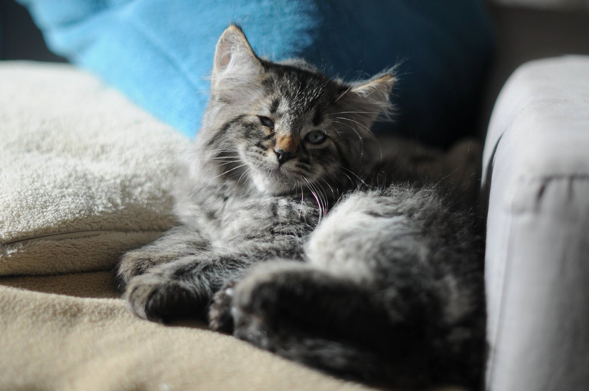 éleveur chats race pixiebobs pixie bobs elevages France Suisse Belgique chatons polydactyles mâle femelle pixiebob a vendre - poil long