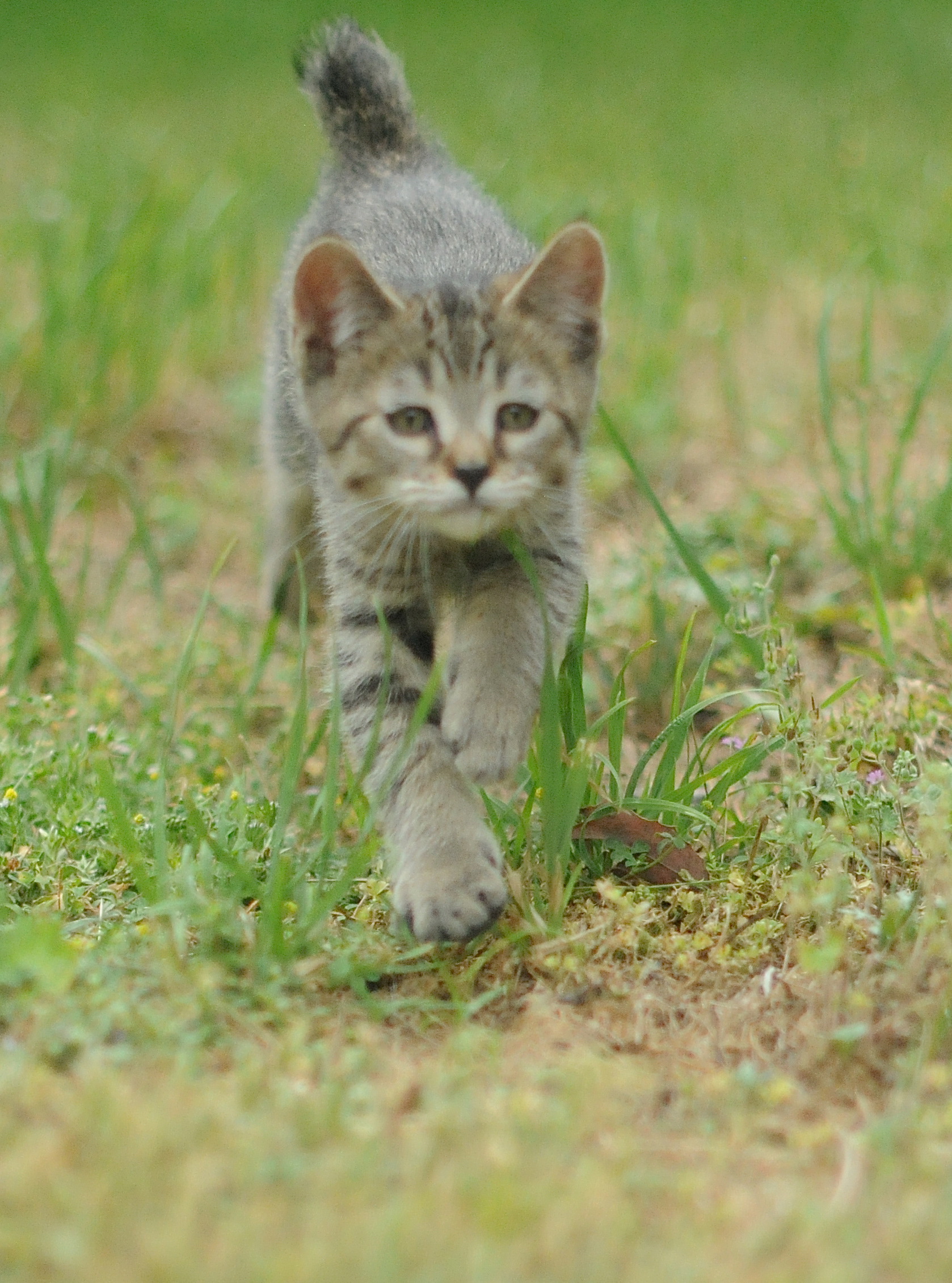 TOP show quality pixiebob kitten available for sale - Belgium - Suisse - France - Italia - UK