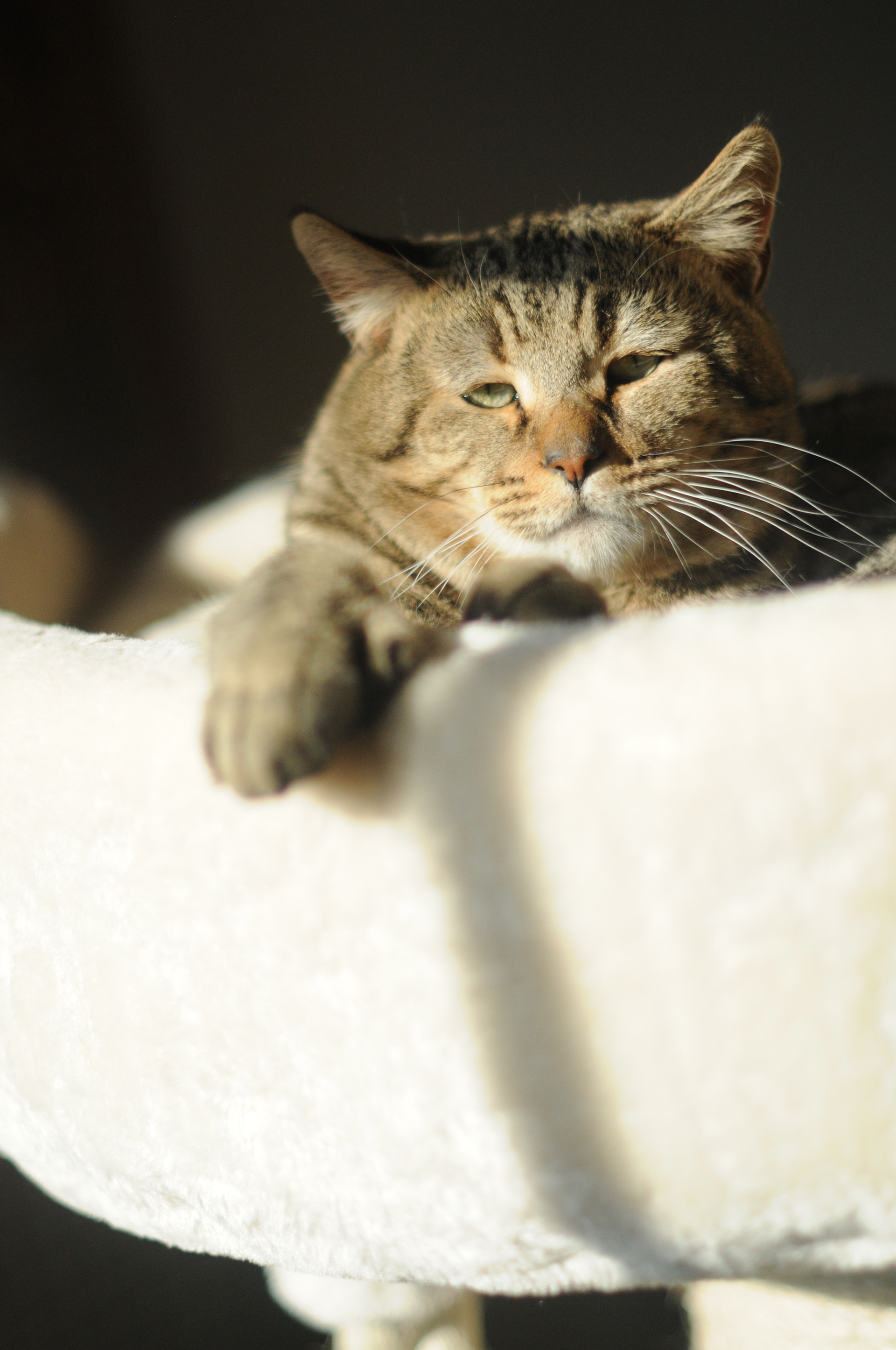 chat de race pixie bob etalon male LOOF chatons pixiebobs a vendre