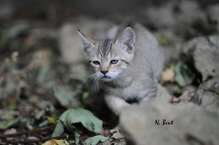 éleveur chats race pixiebobs pixie bobs elevages France Suisse Belgique chatons polydactyles mâle femelle pixiebob a vendre