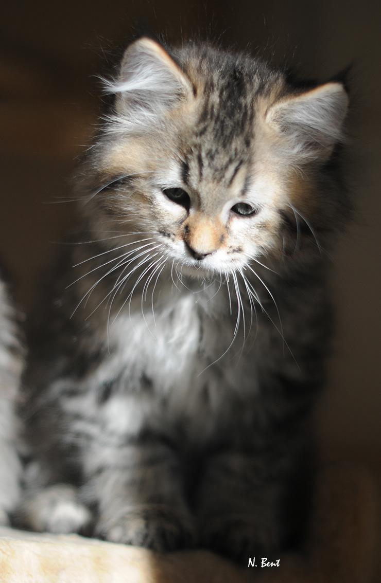 chat chien race recommandée pour les enfants