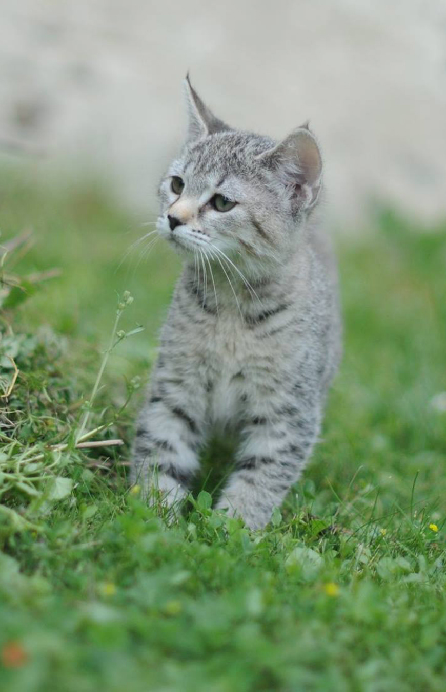 éleveur chats race pixiebobs pixie bobs elevages France Suisse Belgique chatons polydactyles mâle femelle pixiebob a vendre