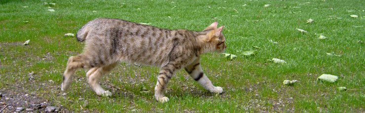 éleveur chats race pixiebobs pixie bobs elevages France Suisse Belgique chatons polydactyles mâle femelle pixiebob a vendre