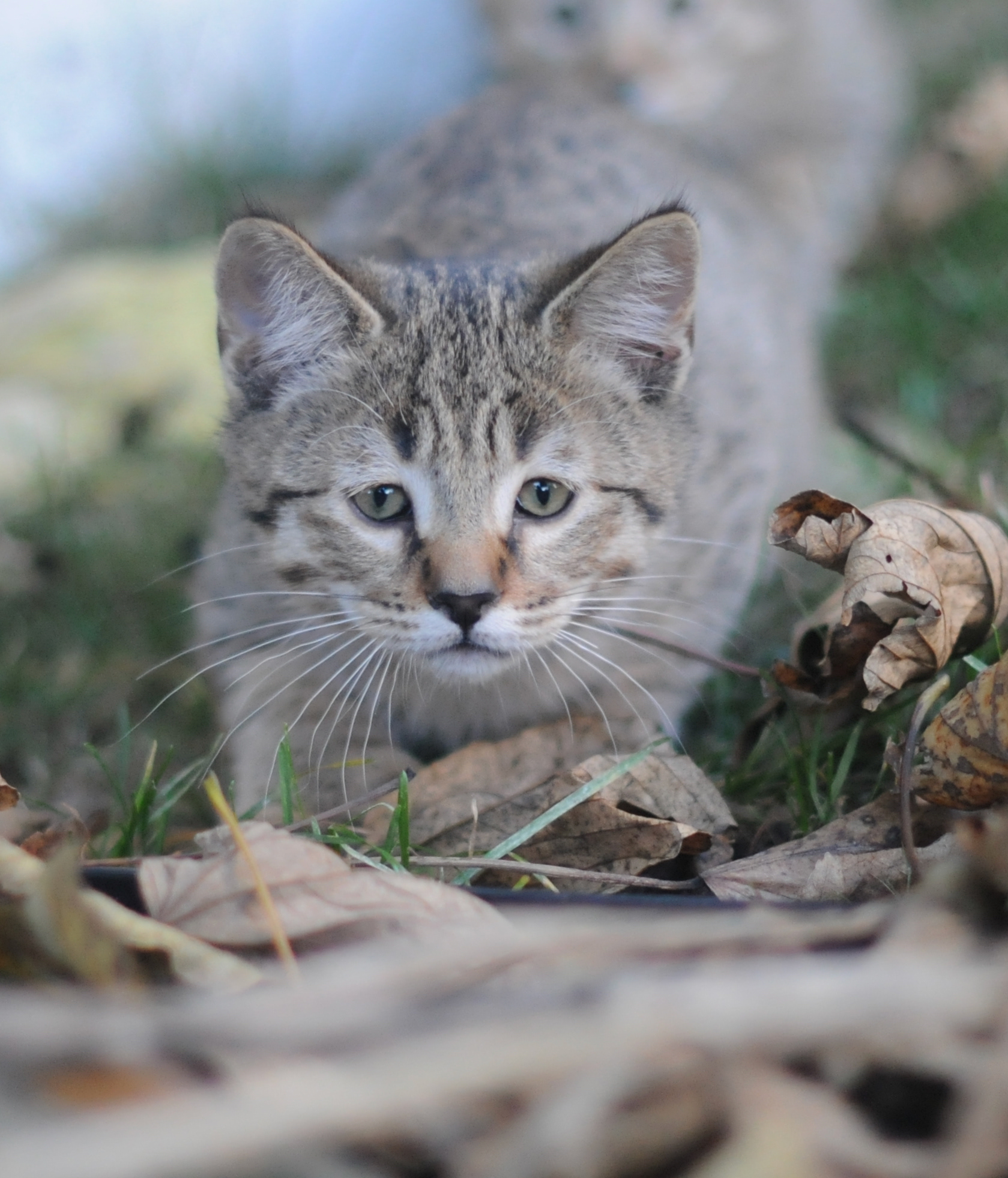 superbe chaton pixie bob male polydactyle a vendre