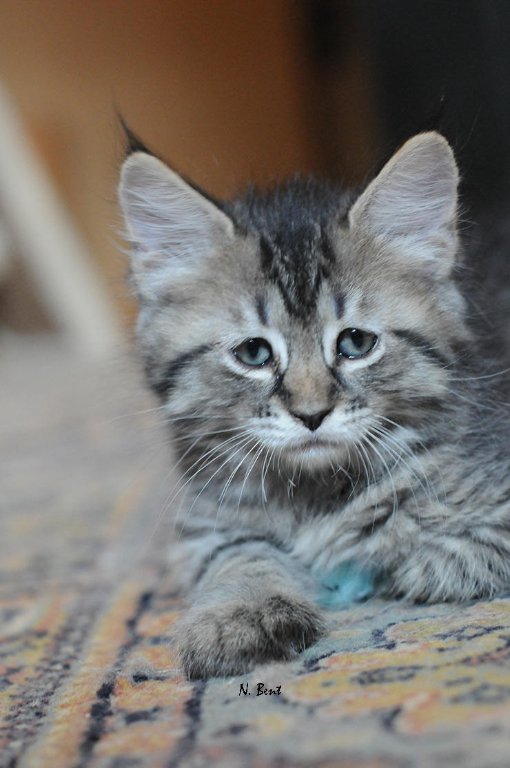 éleveur chats race pixiebobs pixie bobs elevages France Suisse Belgique chatons polydactyles mâle femelle pixiebob a vendre