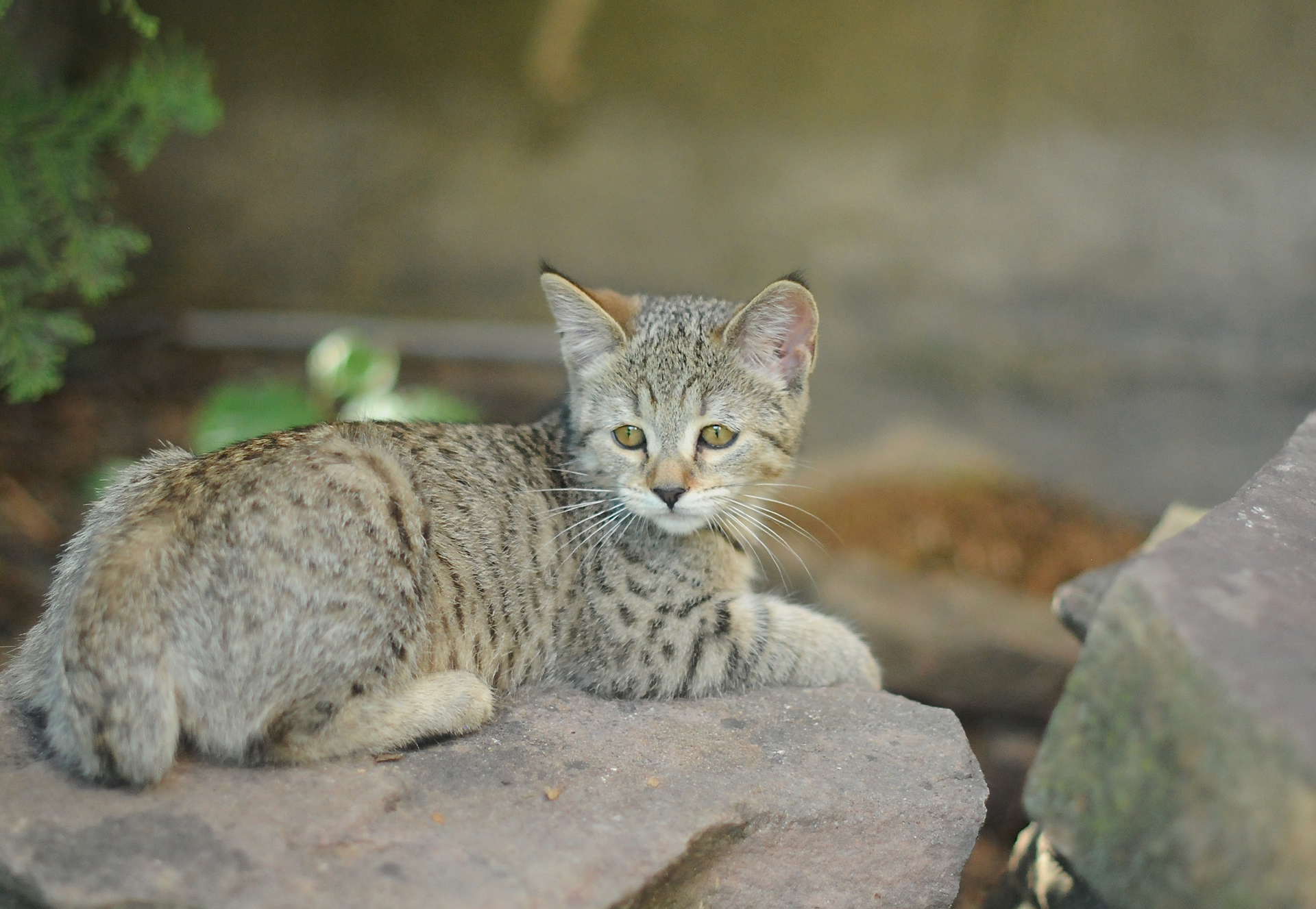 chat de race pixie-bob - chaton à vendre - chat au caractère gentil, les plus proches de l'homme, complice et doux