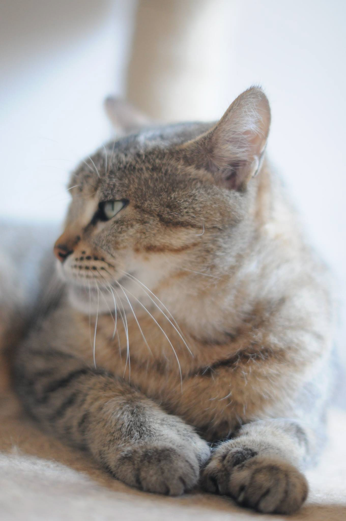 éleveur chats race pixiebobs pixie bobs elevages France Suisse Belgique chatons polydactyles mâle femelle pixiebob a vendre
