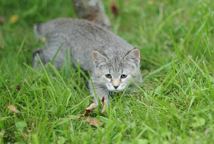 éleveur chats race pixiebobs pixie bobs elevages France Suisse Belgique chatons polydactyles mâle femelle pixiebob a vendre