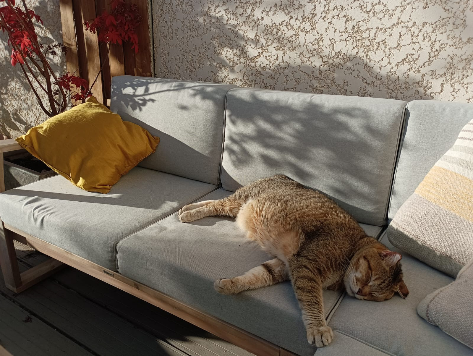 avis élevage des chats de race pixiebobs du Farwest - éleveur LOOF France