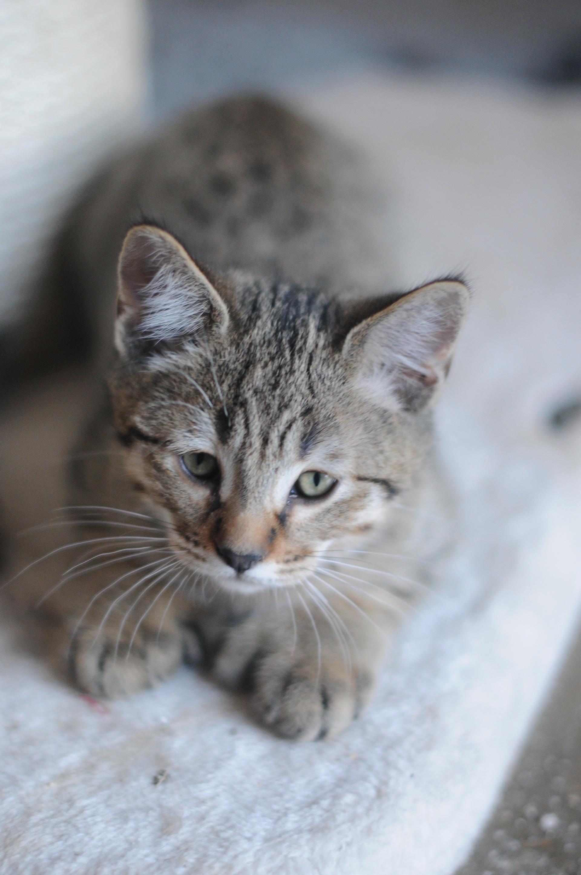 superbe chaton pixie bob male polydactyle a vendre