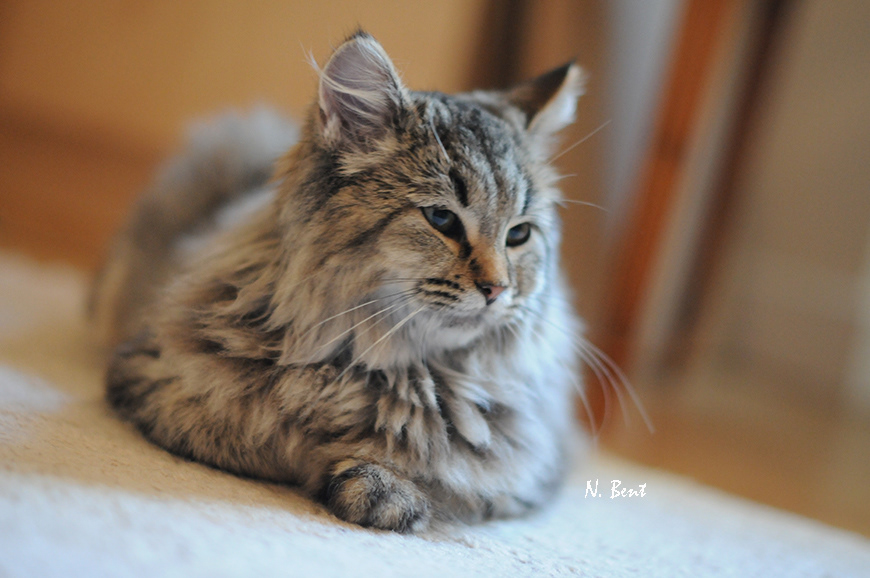 éleveur chats race pixiebobs pixie bobs elevages France Suisse Belgique chatons polydactyles mâle femelle pixiebob a vendre - poil long