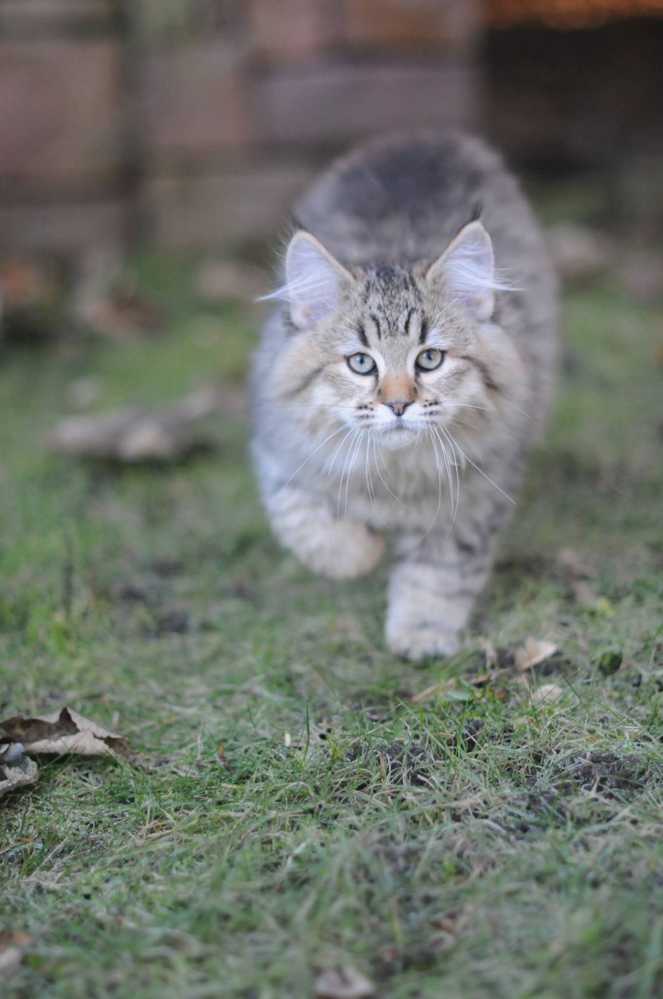 chat chien race recommandée pour les enfants