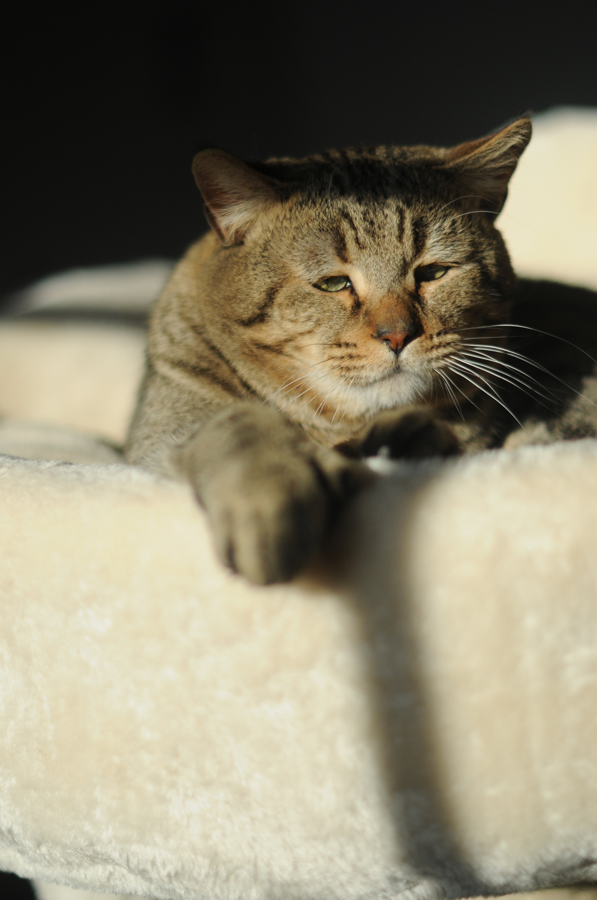 chat de race pixie bob etalon male LOOF chatons pixiebobs a vendre