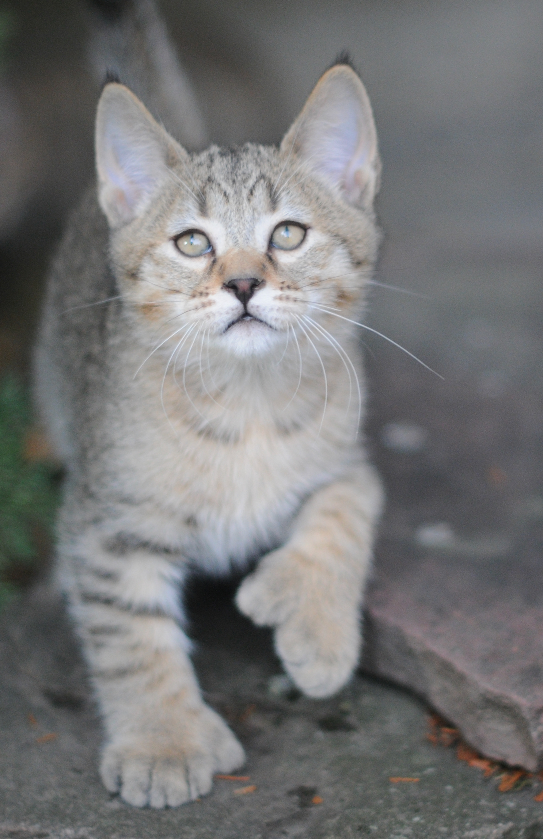 chaton pixie bob pixiebob male polydactyle à vendre France Suisse Belgique LOOF - élevage - éleveurs