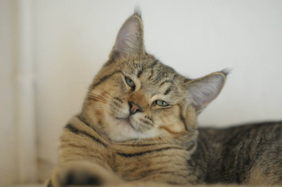éleveur chats race pixiebobs pixie bobs elevages France Suisse Belgique chatons polydactyles mâle femelle pixiebob a vendre